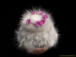 Mammillaria hahniana 2415